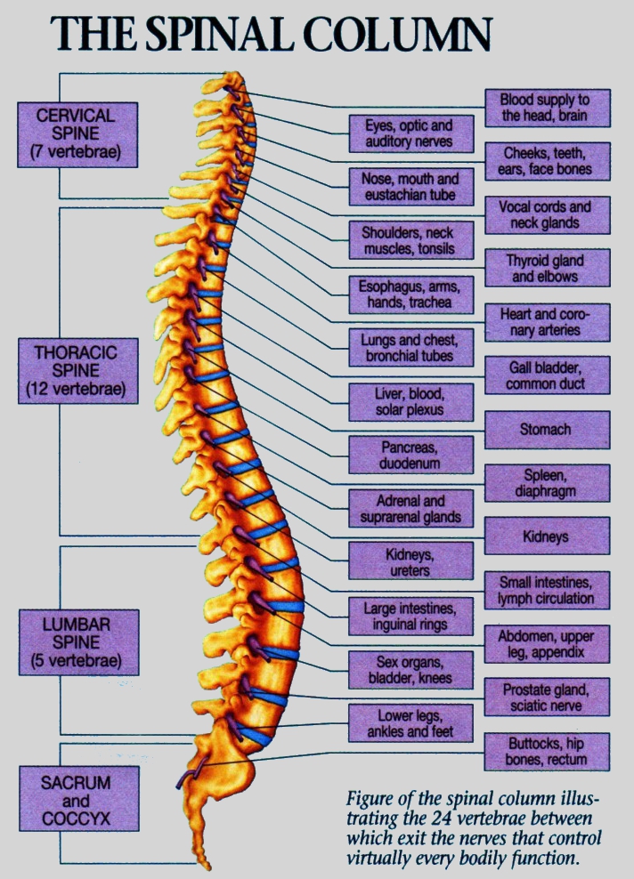 spinal-organ-chart-softened-746x10241